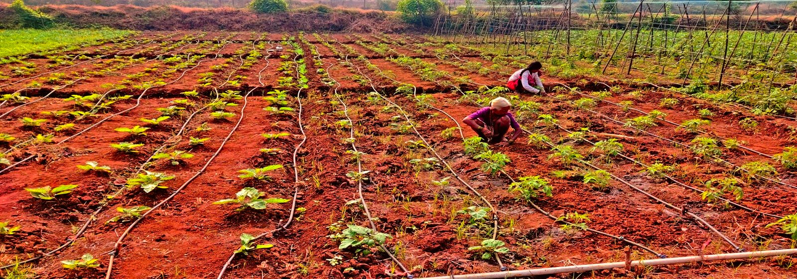 Regenerative Agriculture